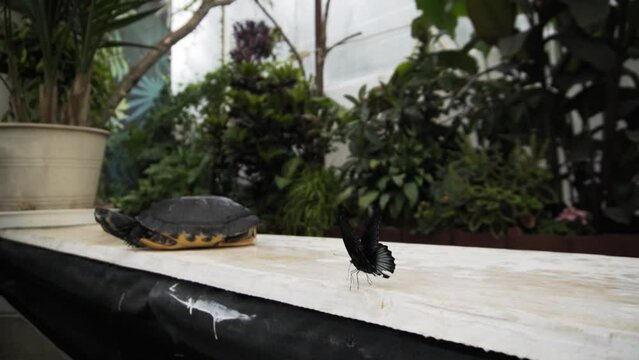 Slow close up of black butterfly dancing near small turtle in botanical garden