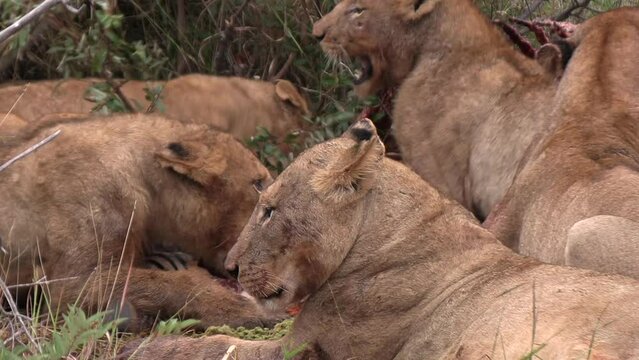 Lions viciously competing for food as the pride feasts on a carcass.