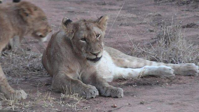 A tender moment between young lions as they groom each other.