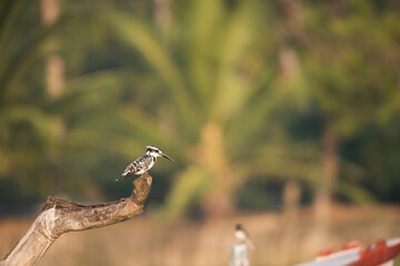 Pied Kingfisher