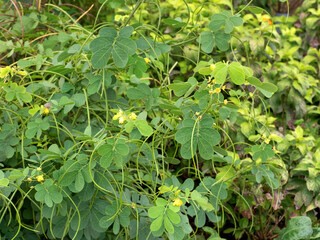 エビスグサの花　薬用植物