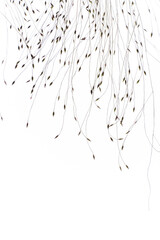 Naklejka premium dry plant with seeds on the white