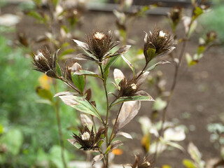 オケラ　薬用植物