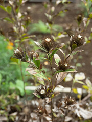 オケラ　薬用植物