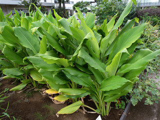 Obraz premium キョウオウ