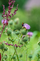 Thistle flowers on a meadow in summer.