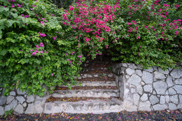 Red flowers covering steps up to front door of a house. Stone steps to a house covered in Bougainvillea flowers in between white stone walls. Flower plant covered outdoor stairs steps