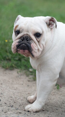 Portrait of a bulldog dog in the field