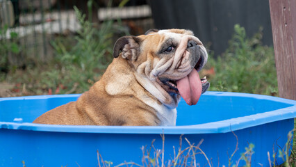 Portrait of a bulldog dog 