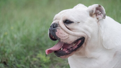Portrait of a bulldog dog in the field