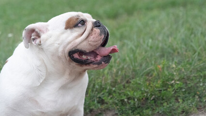 Portrait of a bulldog dog in the field