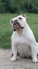 Portrait of a bulldog dog in the field