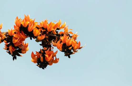 Bastard Teak or Palash Flowers or Butea Monosperma Hanging from Its Tree Branch with Sky Background