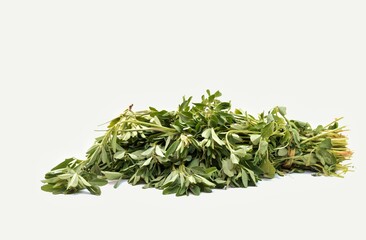 Closeup of Organic Harvested Fenugreek Leaves with Plant or Methi Plant Isolated on White Background