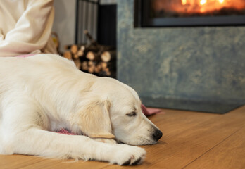 Golden Retriever dog on floor near  fireplace