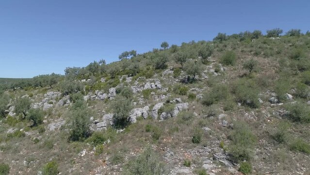 Drone flight over olive tree tops growing in the European Mountains