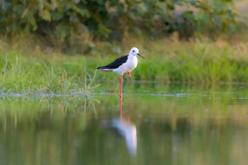 black winged slit in the water