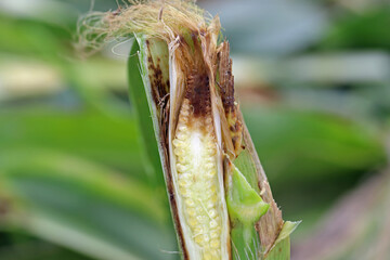 Bacterial Stalk Rot of Corn, maize disease  caused by bacteria of the species Erwinia dissolvens.