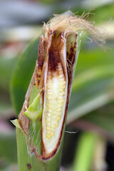 Bacterial Stalk Rot of Corn, maize disease  caused by bacteria of the species Erwinia dissolvens.