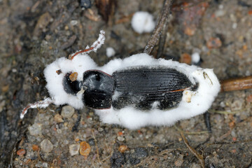 Beetle infected by an entomopathogenic fungus Beauveria bassiana a parasite on various arthropod...