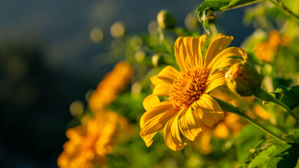 The lotus flower is starting to bloom.