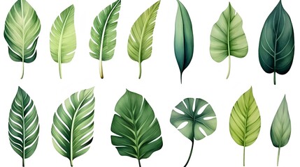
set of green leaves