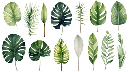 Fototapeta na wymiar set of green leaves