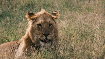 A lion with a funny expression is resting in the grass