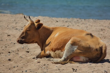 Livestock walking on the shore of Lake Baikal.