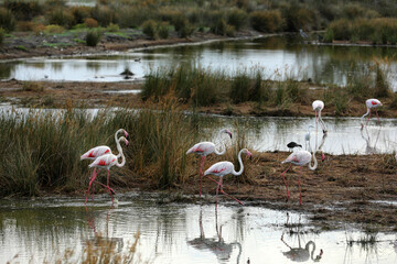 Pink flamingos in the Camargue in the water