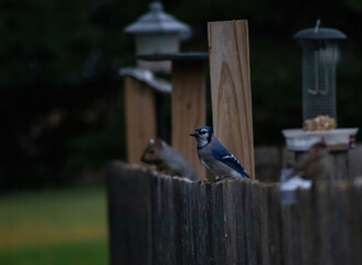 A blue jay sitting on a wooden fence