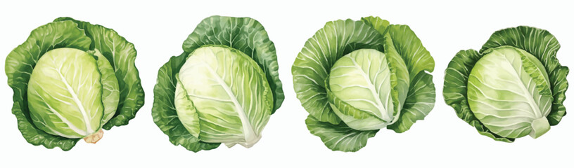 Set of Cabbage Watercolor Vector Illustration - obrazy, fototapety, plakaty