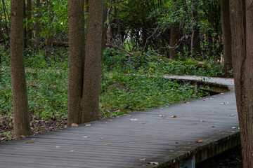foot path in the forest for a walk in nature