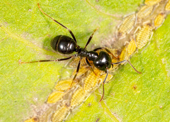 Close-up of ants and aphids on a leaf. Macro