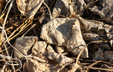Dry grass in nature as an abstract background. Texture