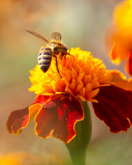 Close-up of a bee on an orange flower. Macro