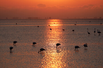 Pink flamingos in the Camargue in the water