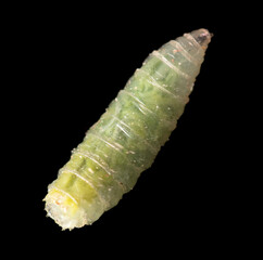 Green maggot isolated on black background. Macro