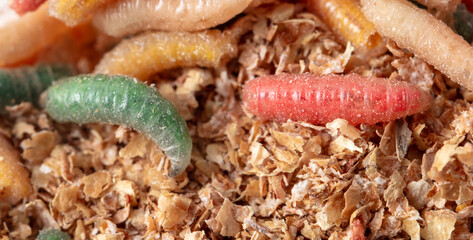 Multi-colored maggots in sawdust as a background. Macro