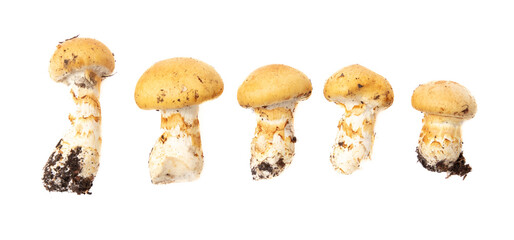 Yellow edible mushroom isolated white background