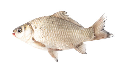 Crucian fish isolated white background