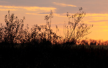 Silhouette of trees on the horizon against the backdrop of sunset