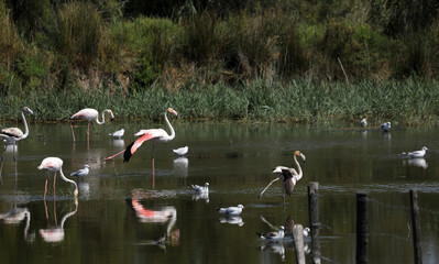 Pink flamingos in the Camargue in the water