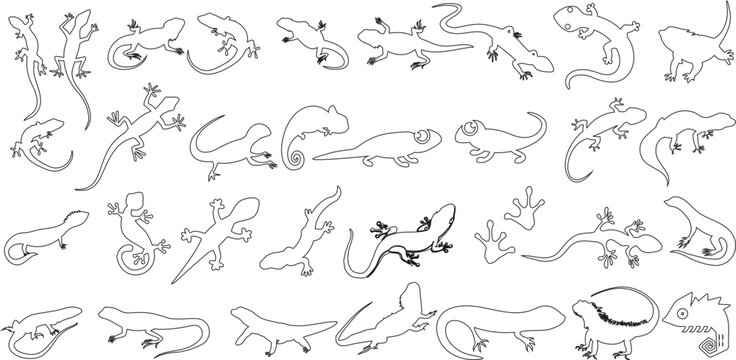 Realistic line art of lizard illustrations collection. Perfect for educational materials, graphic design, and more.