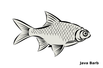 Freshwater fish in black outline with scales, fins and eye, set against white background, and Java Barb label.