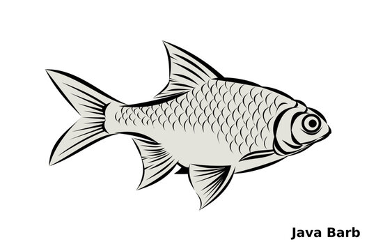 Java barb fish in detailed black and white, scale, fins and eye.