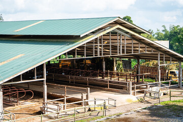 dairy cows are in the process of taking milk. agriculture industry, farming and animal husbandry concept - herd of cows eating hay in cowshed on dairy farm