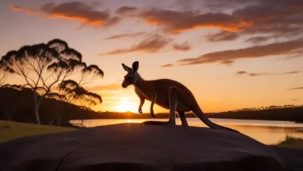Fotobehang kangaroo at sunset © ISMAIL