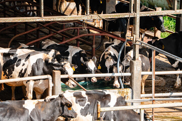 dairy cows are in the process of taking milk. agriculture industry, farming and animal husbandry concept - herd of cows eating hay in cowshed on dairy farm