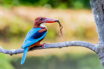 White-throated Kingfisher  and prey on a branch